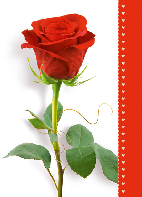 Polish Greeting Cards Flowers with no Text - B6