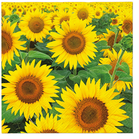 Paper Napkins Sunflowers Field